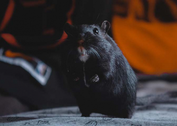 Un Hamster Spécialiste de la CryptoMonnaie