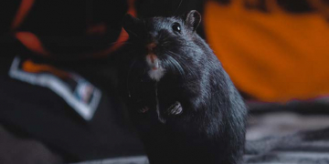 Un Hamster Spécialiste de la CryptoMonnaie