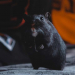 Un Hamster Spécialiste de la CryptoMonnaie