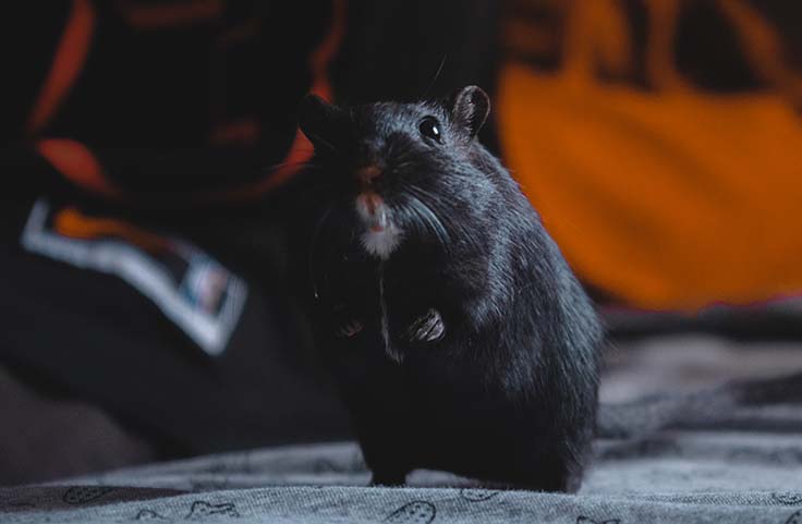 Un Hamster Spécialiste de la CryptoMonnaie
