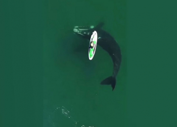 VIDEO: Moment incroyable avec une baleine