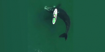 VIDEO: Moment incroyable avec une baleine