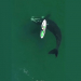 VIDEO: Moment incroyable avec une baleine
